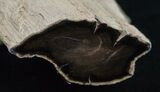 Long Petrified Juniper Root - Oregon #6249-1